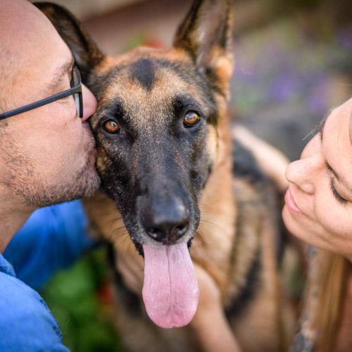 dogs-couple-portrait